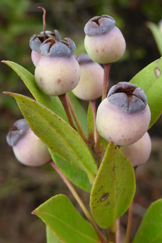 Common Myrtle