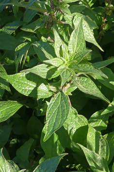 Common Pellitory