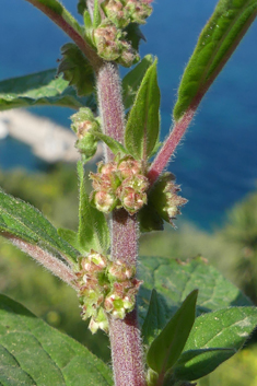 Common Pellitory