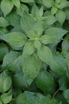 Common Pellitory