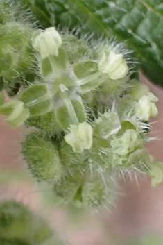 Roman Nettle