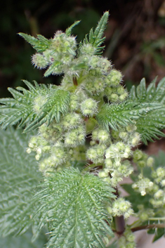 Roman Nettle
