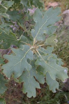 Downy Oak