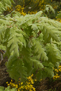 Downy Oak