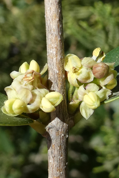 Broad-leaved Mock Privet