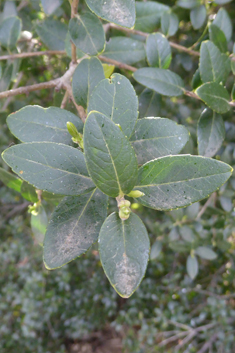 Broad-leaved Mock Privet