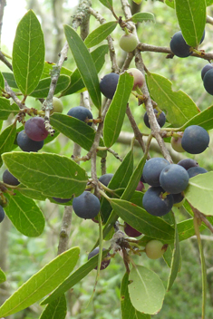 Broad-leaved Mock Privet