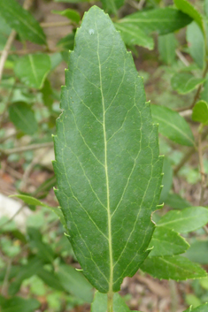 Broad-leaved Mock Privet