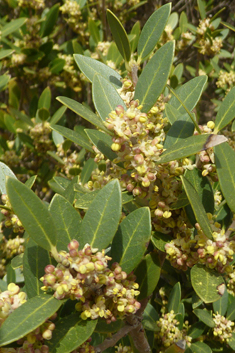 Broad-leaved Mock Privet