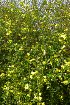 Golden Jasmine