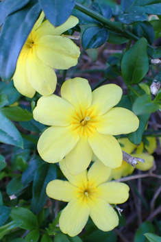Golden Jasmine