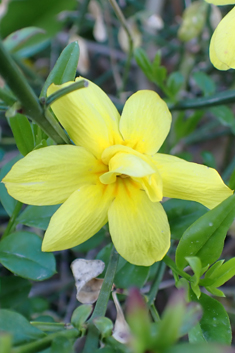 Golden Jasmine