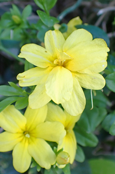 Golden Jasmine