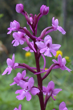 Four-spotted Orchid