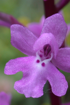 Four-spotted Orchid