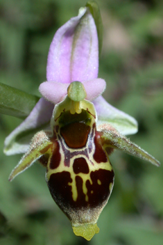 Horned Woodcock Orchid