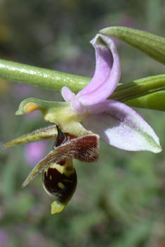 Horned Woodcock Orchid