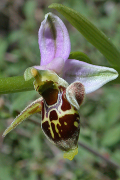 Horned Woodcock Orchid