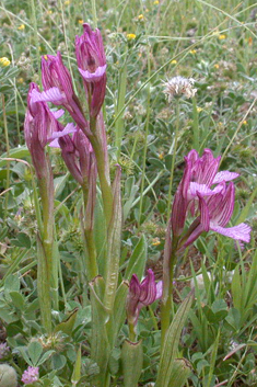 Pink Butterfly Orchid