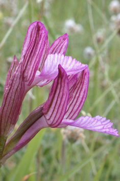 Pink Butterfly Orchid