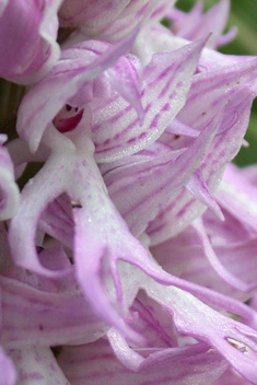 Naked Man Orchid