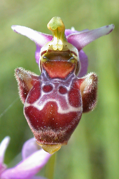 Common Woodcock Orchid