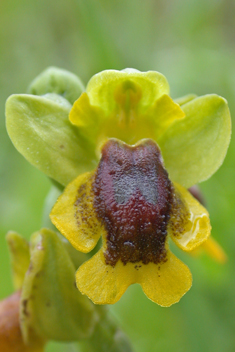 Yellow Bee Orchid