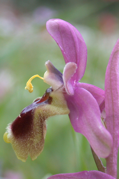 Sawfly Orchid