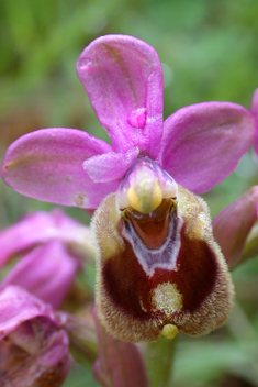 Sawfly Orchid