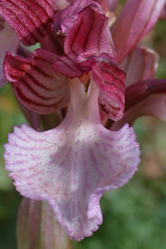 Pink Butterfly Orchid