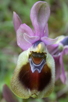 Sawfly Orchid