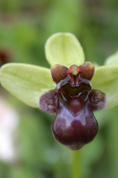 Bumblebee Orchid