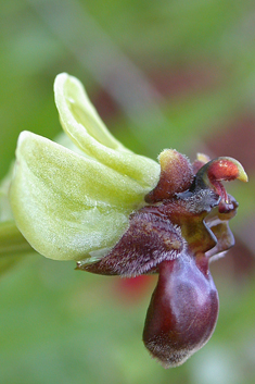 Bumblebee Orchid