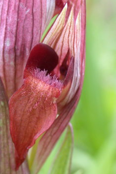 Eastern Long-lipped Tongue Orchid