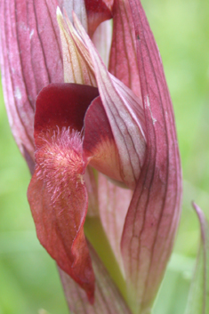 Eastern Long-lipped Tongue Orchid