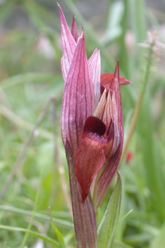 Eastern Long-lipped Tongue Orchid