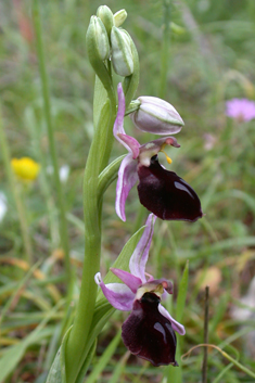 Hybrid Ophrys Orchids