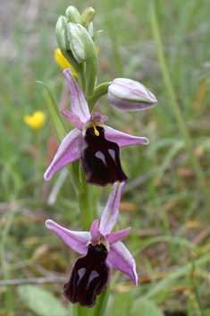 Horseshoe Bee Orchid