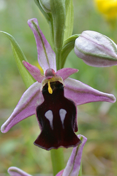 Horseshoe Bee Orchid