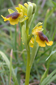 Yellow Bee Orchid