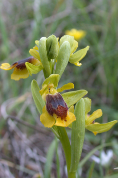Yellow Bee Orchid