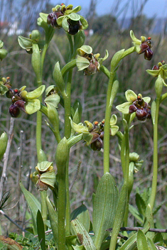 Bumblebee Orchid