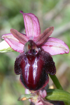 Spruner's Spider Orchid