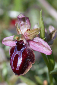 Spruner's Spider Orchid