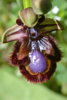 Mirror Orchid