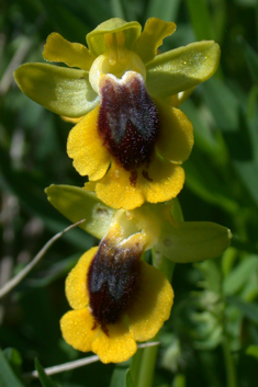 Yellow Bee Orchid