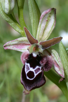 Reinhold's Bee Orchid