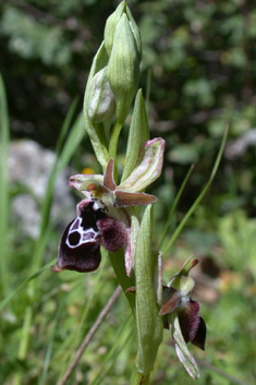 Reinhold's Bee Orchid