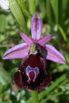 Horseshoe Bee Orchid