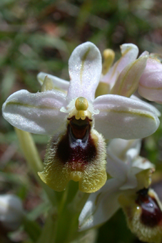 Sawfly Orchid